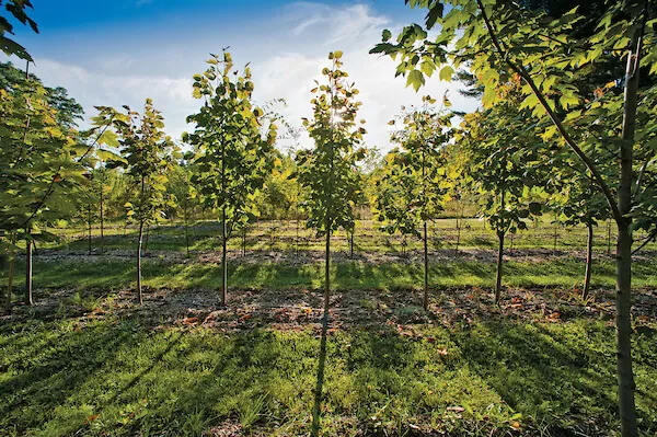 UVM Horticulture Farm trees with sunshine
