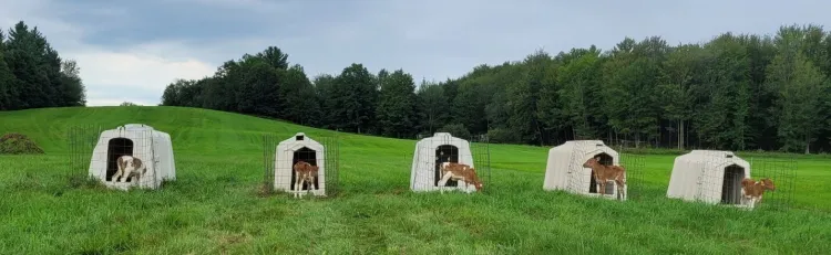Calves