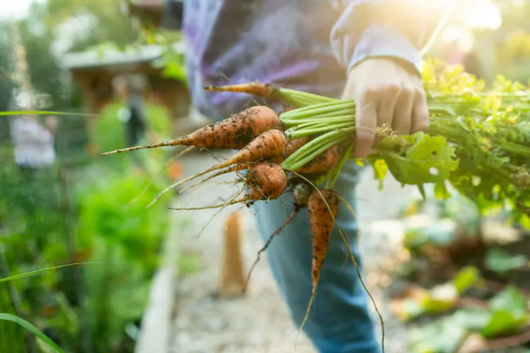 hand holding carrots