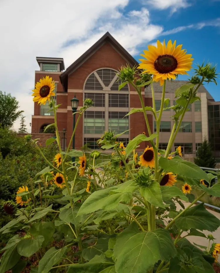 Davis Center with sun flowers 