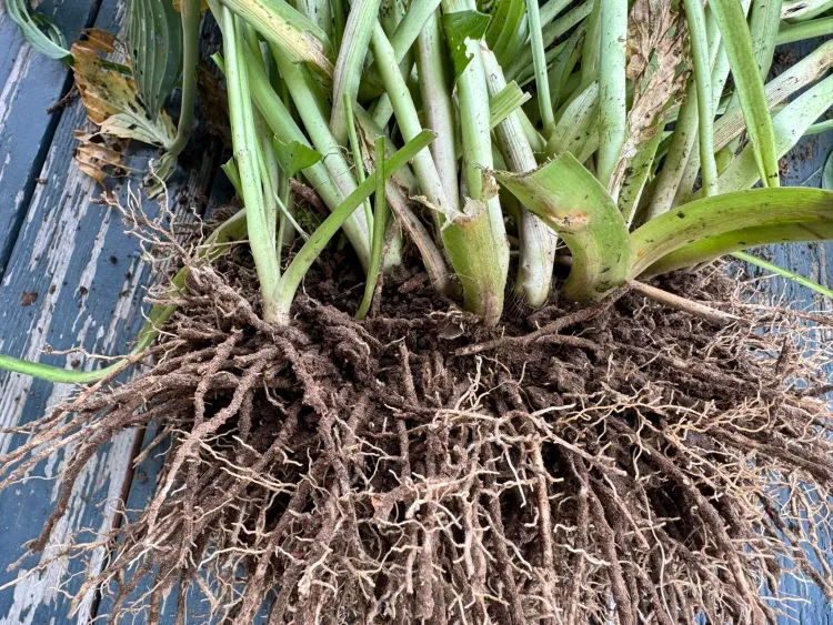 hosta plant roots