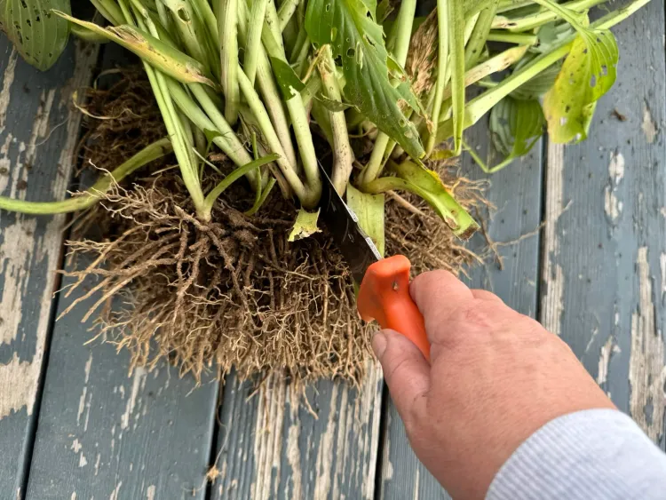 host plant roots being cut