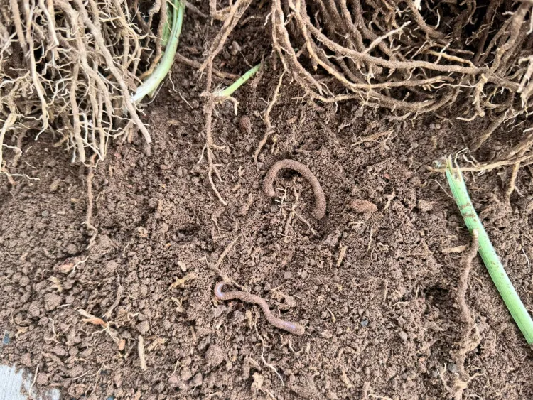 roots and soil