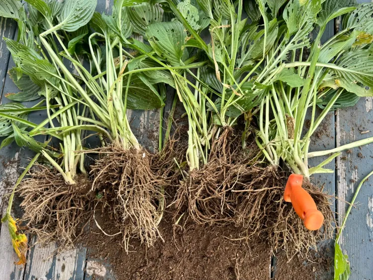 hosta roots