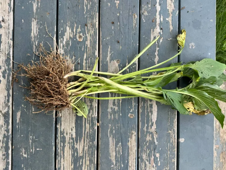 hosta plant with root ball