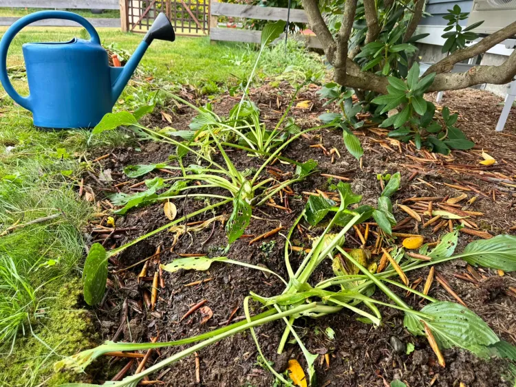 host plants in soil