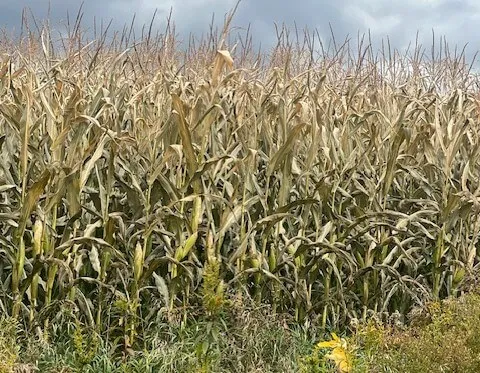 Frosted corn silage