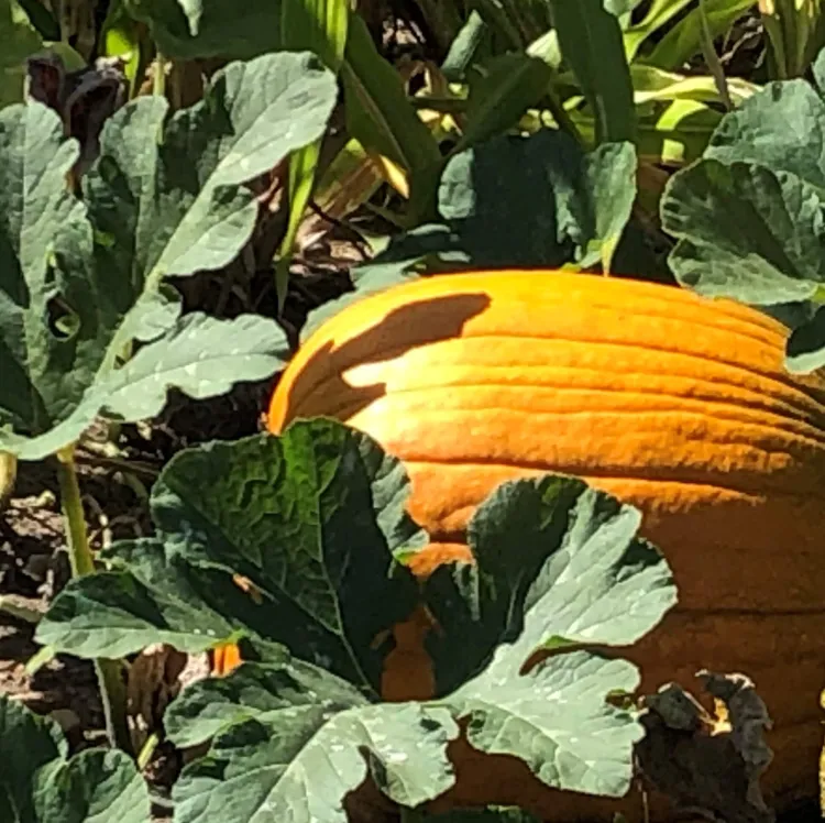 a large pumpkin on the vine