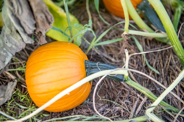 a small pumpkin on the vine