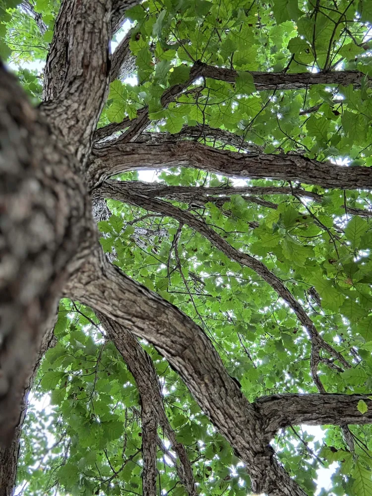 closeup of a white oak tree