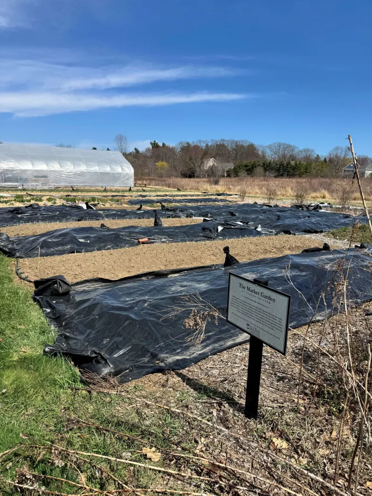 garden plots covered in black plastic