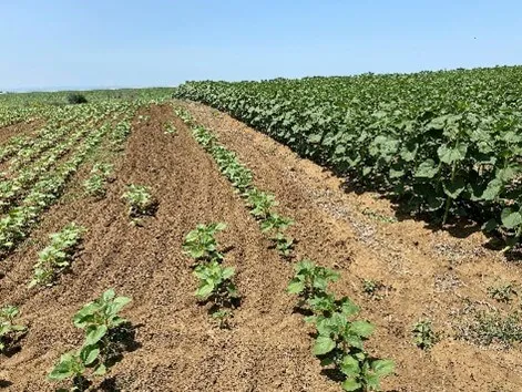 sunflowers emerging from soil