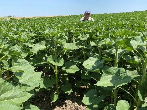 Farmer in sunflower field