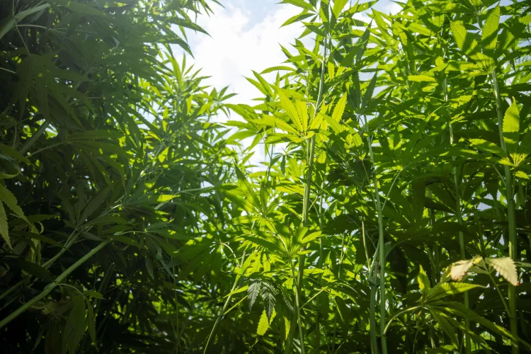 Hemp stalks