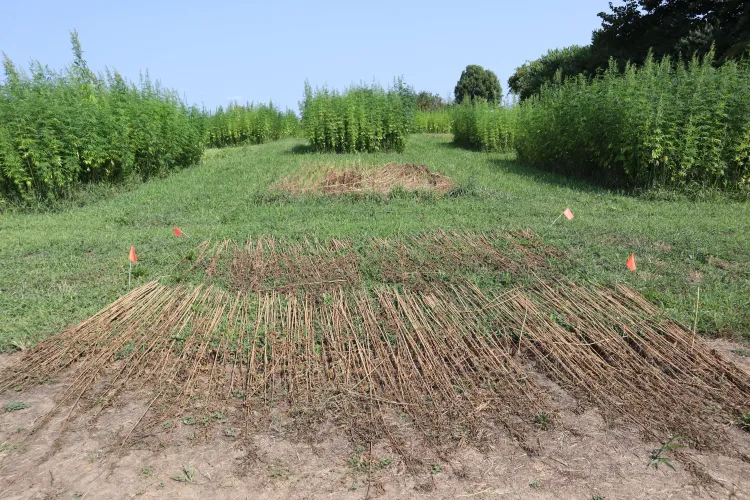 Field Retting Before