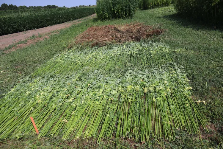 Hemp field retting
