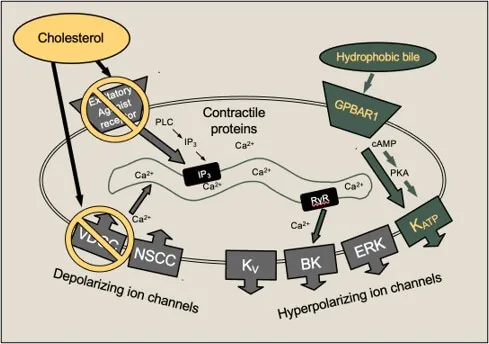 Mechanisms of gallbladder smooth muscle dysfunction diagram, Lavoie, Balemba, et al (2010) PMID: 20624794 