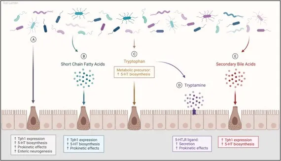 Modulation of Gut and Brain Serotonin Signaling by Tryptophan Producing Bacteria, Legan, Lavoie, and Mawe (2022) PMID: 35246905 