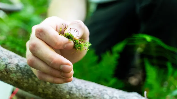 A hand holding some moss