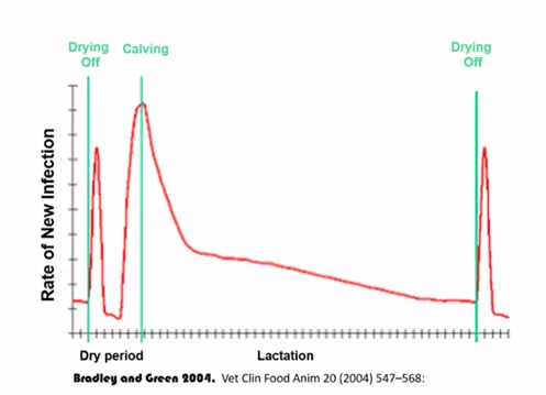 Graph depicting rate of new infections and stage of lactation.