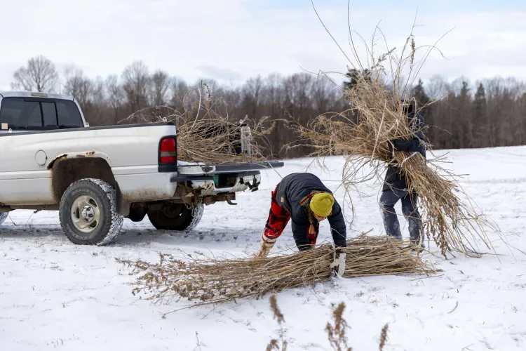 Women harvesting winter-retted hemp