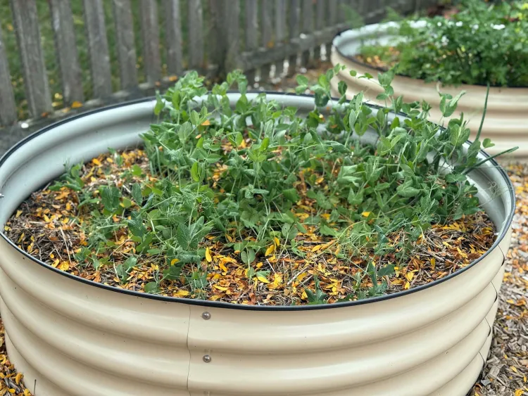 pea plants growing in metal barrels