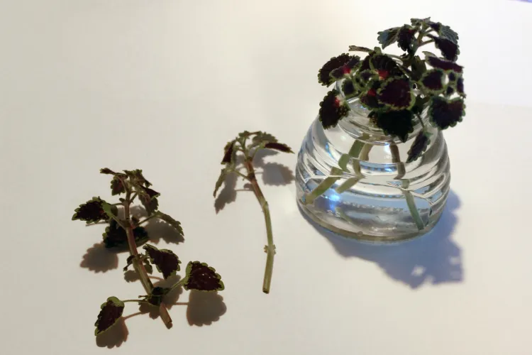 coleus cuttings