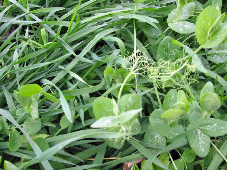 pea plants