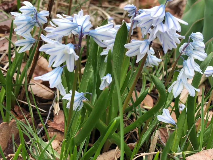 Stardrift in bloom