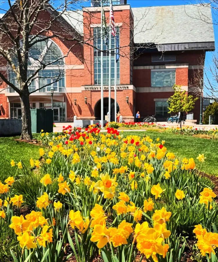 daffodils and tulips on the UVM campus