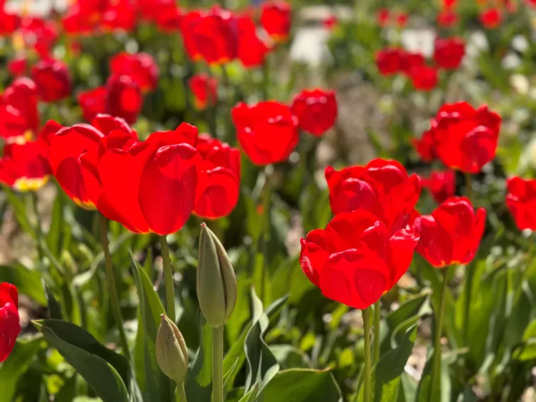 tulips blooming
