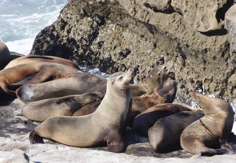 group of 10 sea lions on rock by the sea