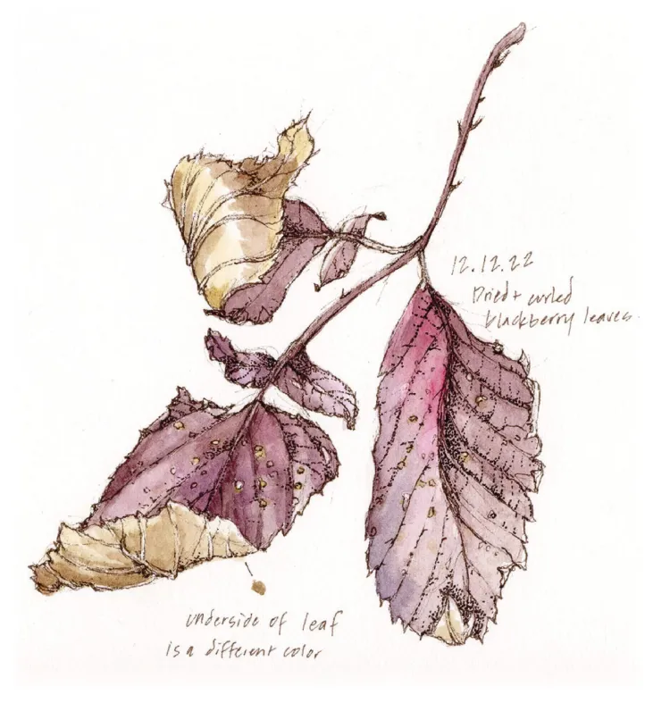 illustration of dried and curled blackberry leaves  with red upper and yellow lower sides