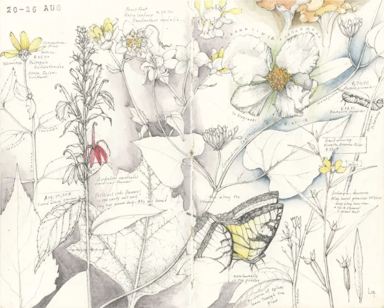 layered botanical illustration and watercolor with many elements including flowers, leaves, mushrooms, a swallowtail butterfly, and a caterpillar 