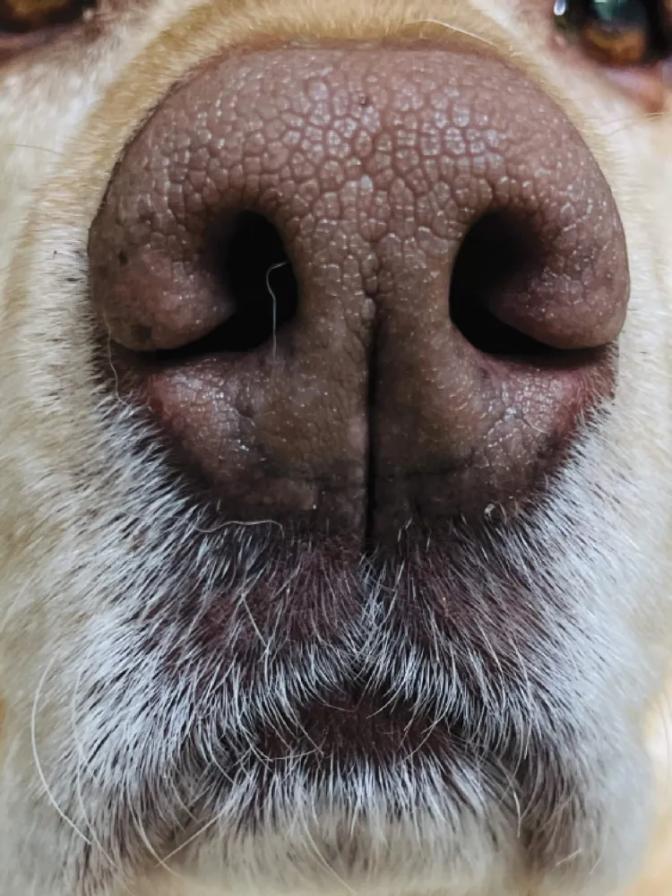 closeup of a dog's nose