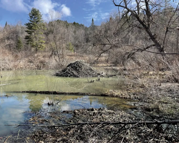 pond with green-tinged water in foreground with beaver lodge and evergreen trees in background