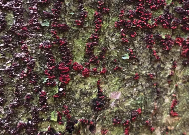 clusters of bright red and dark burgundy dots on tree bark