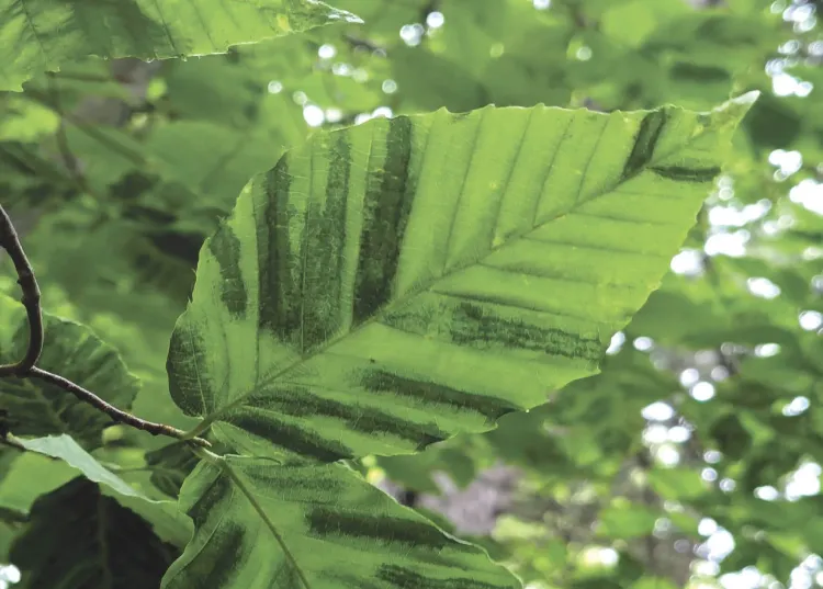 green beech leaf with stripes of lighter and darker green between veins