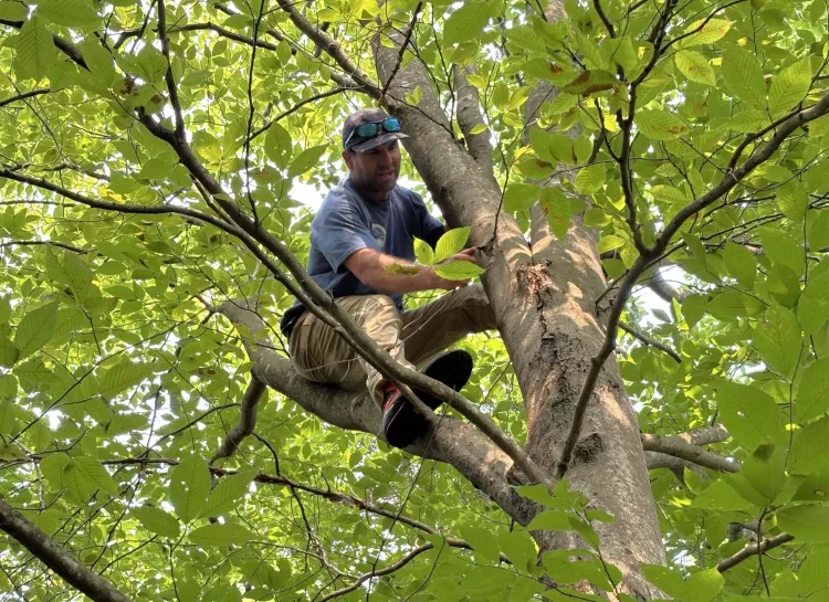 man balanced in large beech tree with green leaves