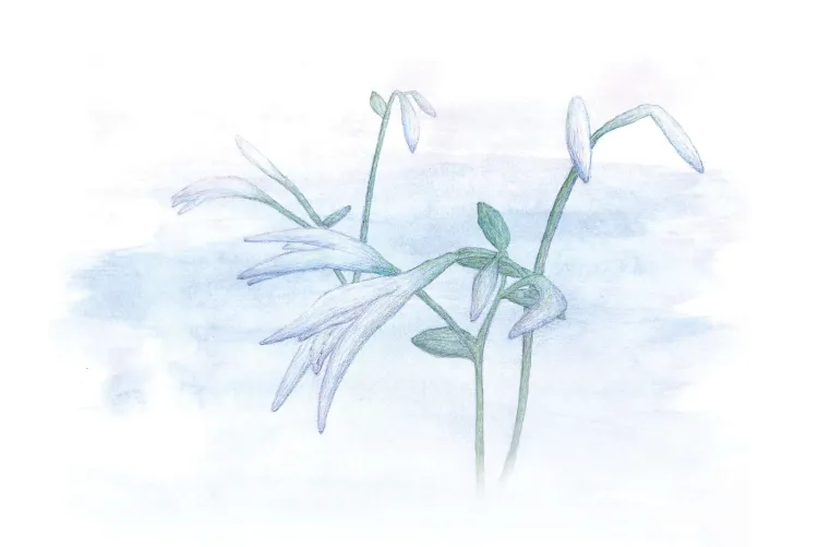 watercolor illustration of delicate purple-white flowers on green stems