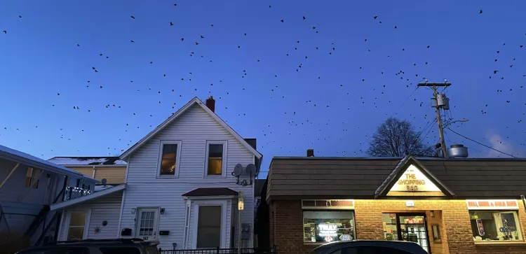 flock of crows as small black dots against darkening blue sky above house and storefront