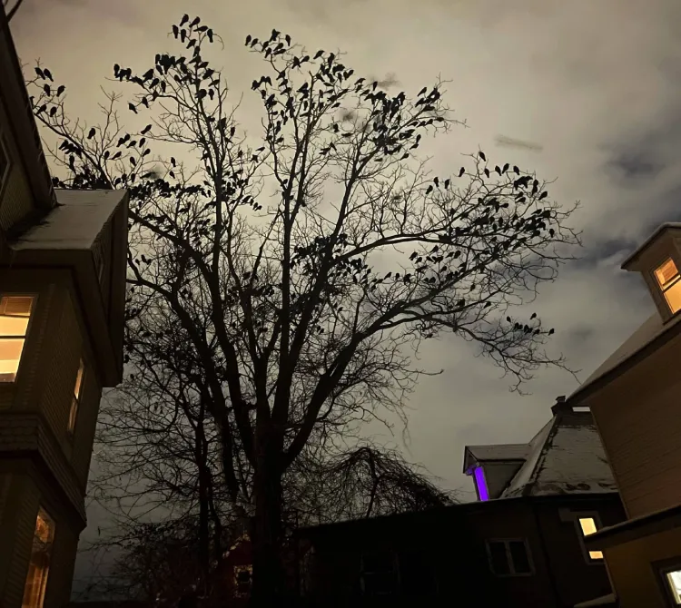 tree with many dozens of crows, silhouetted against a cloudy sky
