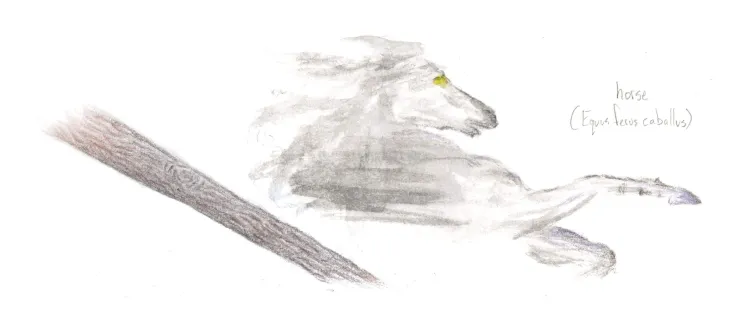watercolor illustration of the head and forelegs of a rearing grey horse