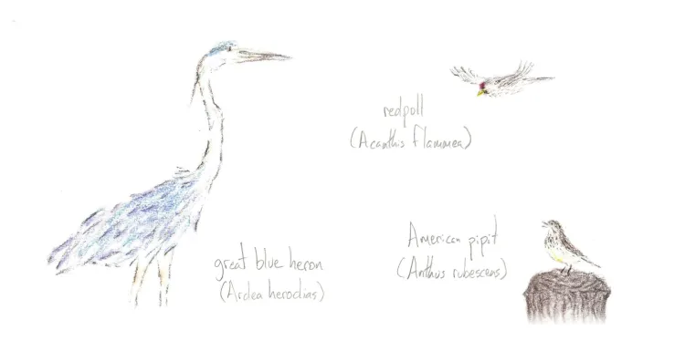 watercolor illustrations of a great blue heron and two songbirds