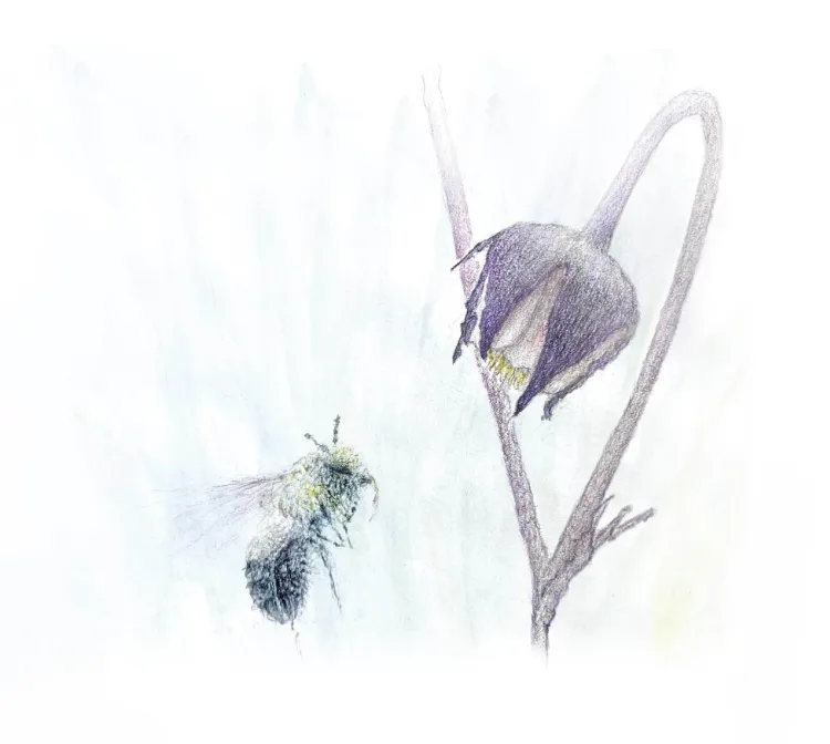 watercolor illustration of a bee in flight approaching a nodding purple flower