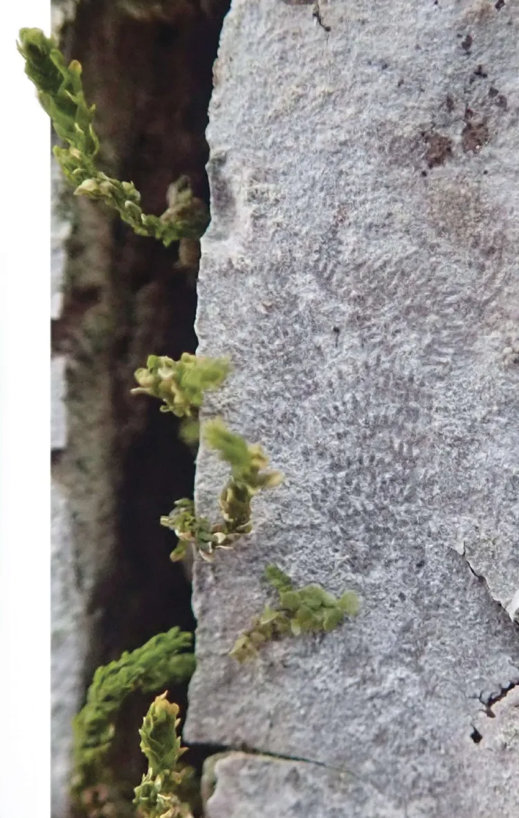 fan-like patterns of marks on smooth grey beech bark