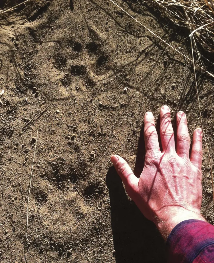 palm-sized animal prints in dirt with man's hand for scale