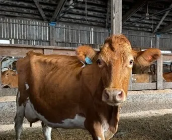 a cow in a dairy barn