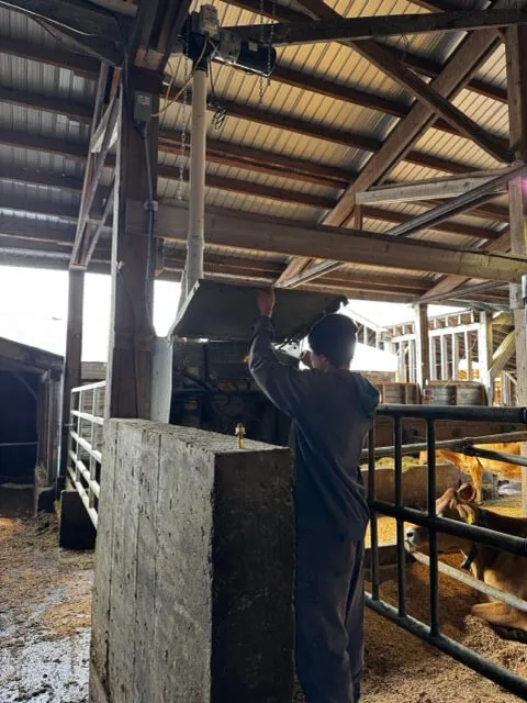 inside a dairy barn