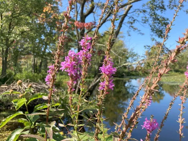 plants with a river in the background.